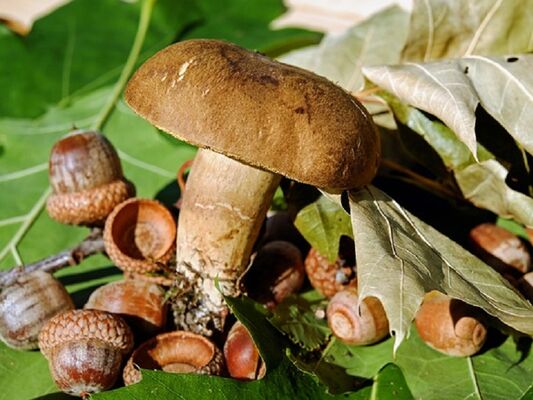 Exposition - champignons - Josselin - Brocéliande - Morbihan - Bretagne