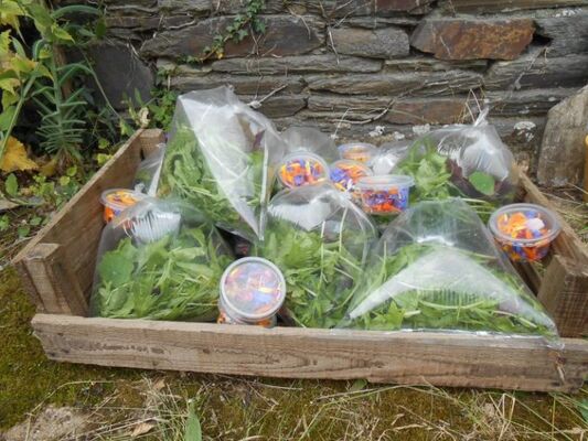 Des heures dehors - bulles de salades fleuries - Ploërmel