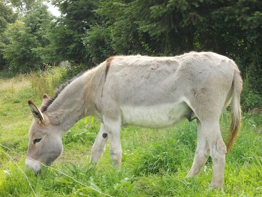 Roulotte-la-Houssaie - Sérent - Brocéliande