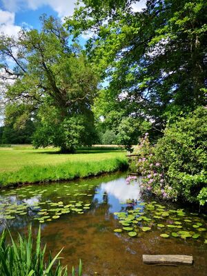Domaine des Longrais_St Thurial_chênes centenaires_2
