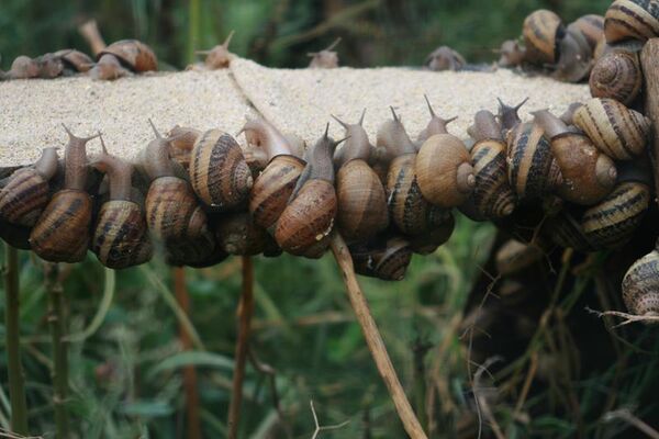 ESCARGOT DE COMPER