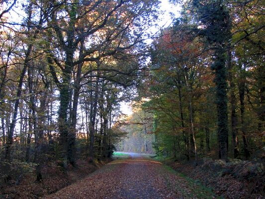 Foret Montauban (2)