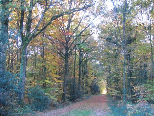 Foret Montauban (3)