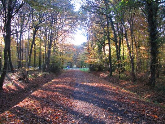 Foret Montauban (4)