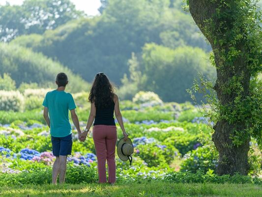 Hortensias - pépinière - Taupont - bretagne