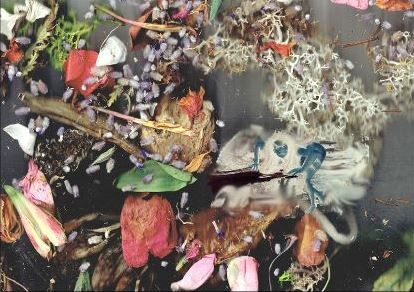 Exposition Johanna Rocard