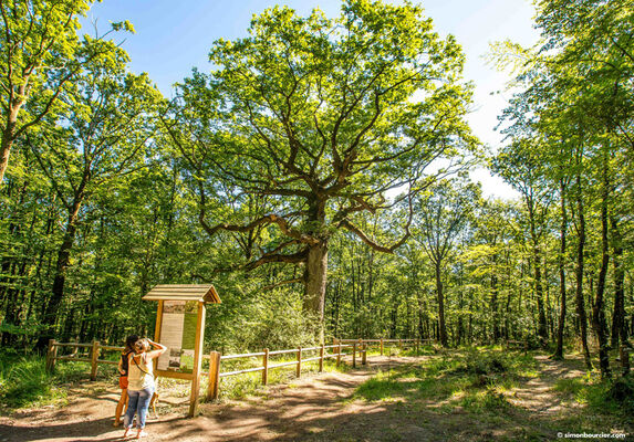 Chêne des Hindrés Forêt de Brocéliande