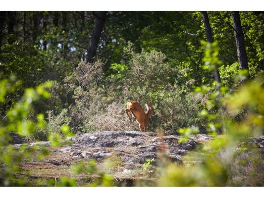 Site naturel-Landes de Monteneuf-Brocéliande-Bretagne