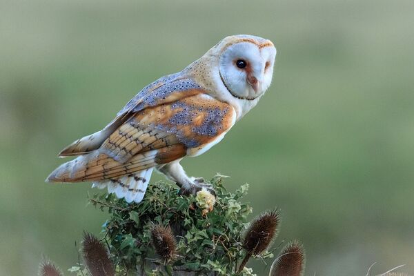 barn-owl-g31f37d44c_1280