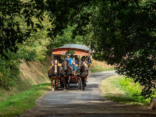 Calèche_de_Brocéliande_calèchedesmarmots_Tréhorenteuc