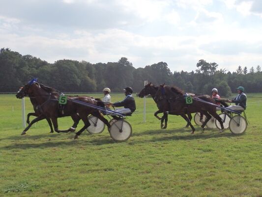 courses hippiques - ploermel - Brocéliande