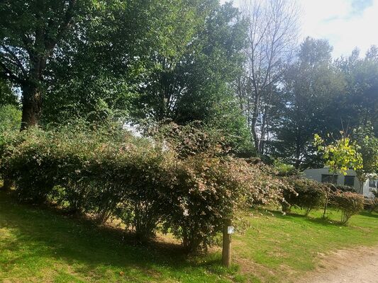 Camping - Cerisiers - Guillac - Josselin - Brocéliande - Morbihan - Bretagne