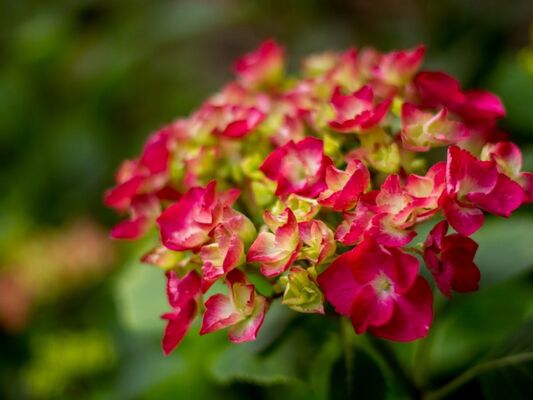 Gîte-Les-Hortensias-du-haut-bois-Taupont-Brocéliande-Morbihan-Bretagne