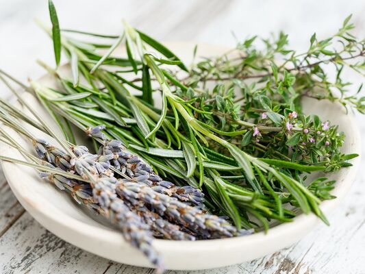 Atelier - jardin - Herbes - Concoret - Brocéliande - Morbihan - Bretagne