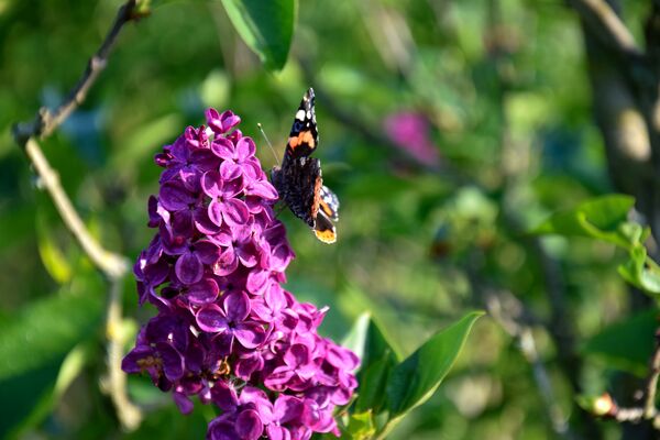 lilas-papillon-jardins-broceliande-2020