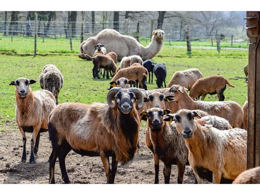 mouton- dromadaire