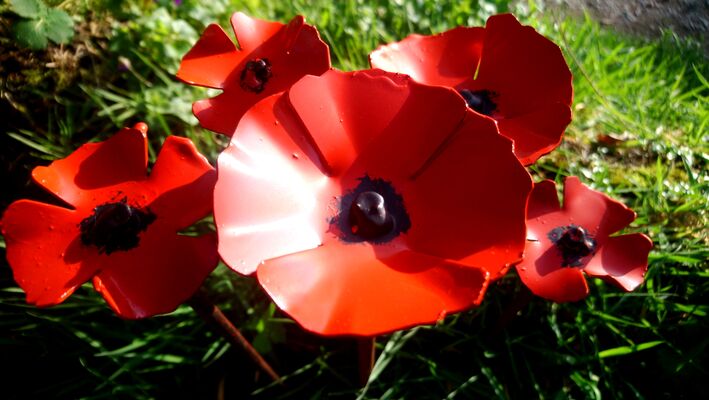 1000-coquelicots-francis-beninca2_Jardins de Brocéliande