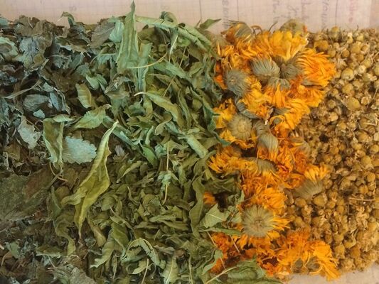 sortie herboristerie - plantes médicinales - Ploërmel