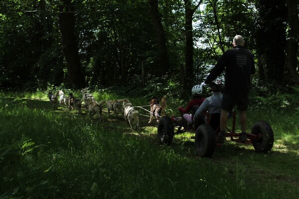 Ferme Nordique_Paimpont_attelage_3