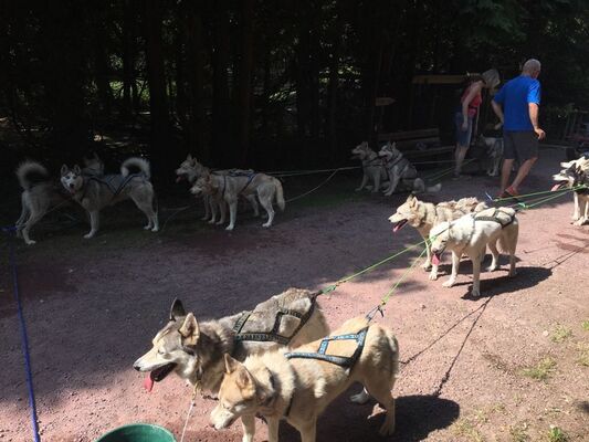 Ferme Nordique_Paimpont_chiens_5