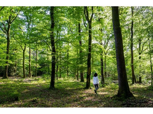 Foret-98520