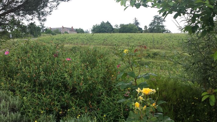 Campagne aux alentours de Soulaines-sur-Aubance
