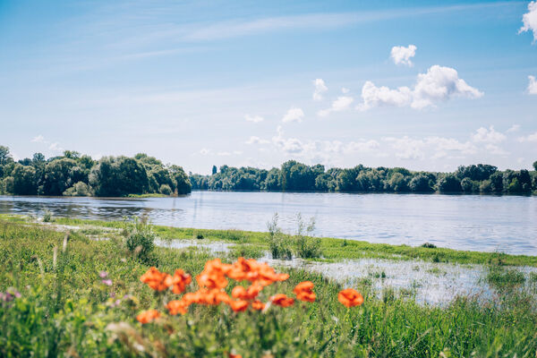Vue sur la Loire, confluence de Bouchemaine © Romain Bassenne