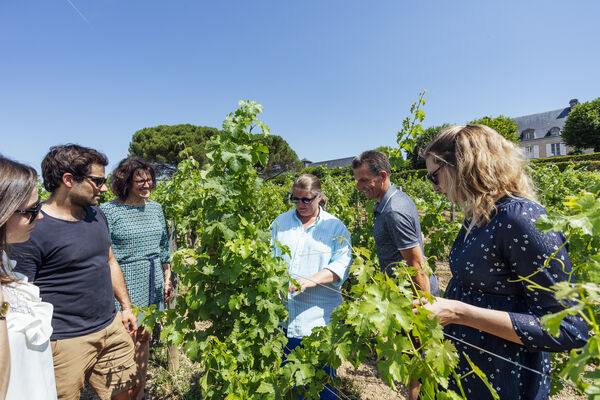 Visite du vignoble en combi et à plusieurs