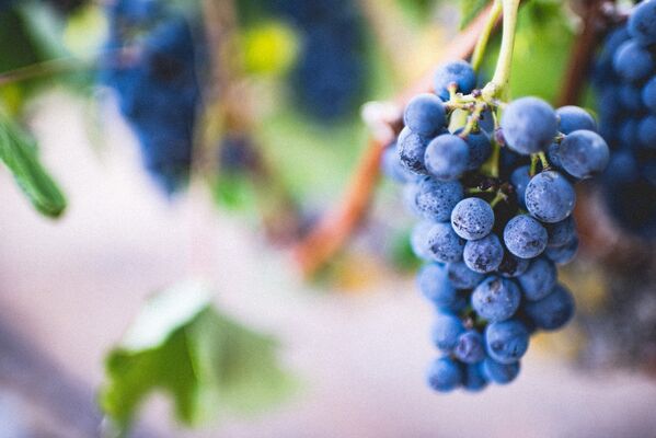 Grappe de raisin Wine Tour Angers