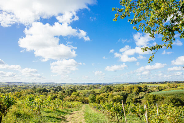 les-vignobles-de-savennieres-copyright-les-conteurs-destination-angers-4507-1000px-928502