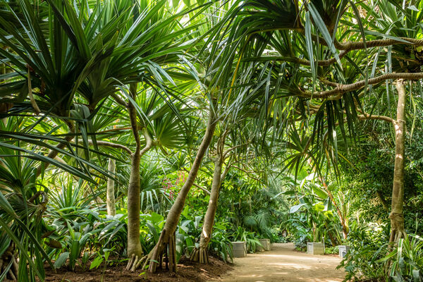 serre-tropicale-terra-botanica-copyright-sebastien-gaudard-destination-angers-5276-1000px-928498