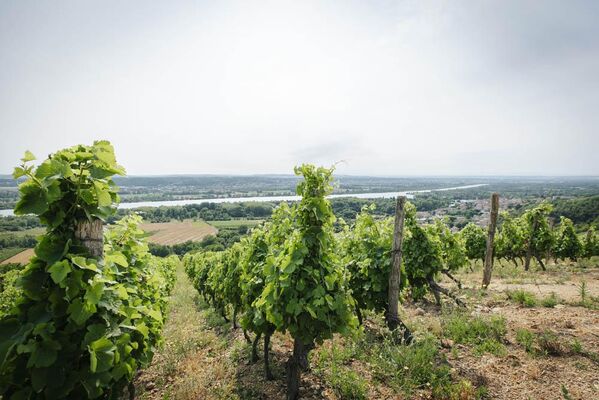 Wine Notes au Domaine Anthony Paret_Saint-Pierre-de-Boeuf