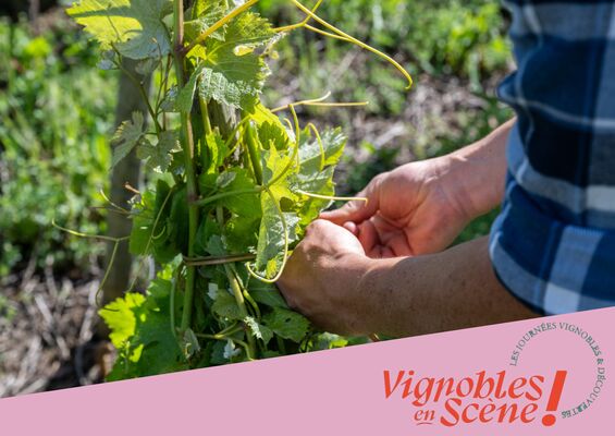 Visite et dégustation au Domaine Mouton