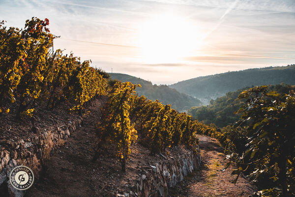 Sunset dans les vignes au Domaine Gaillard_Malleval