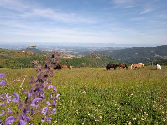 Les Sabots de la Vigne - Balades, randonnées et voyages équestres_Burdignes
