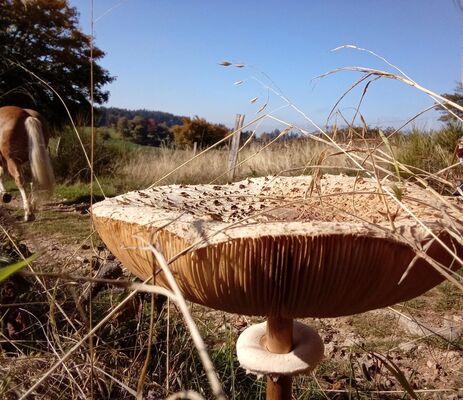 Les Sabots de la Vigne - Balades, randonnées et voyages équestres_Burdignes