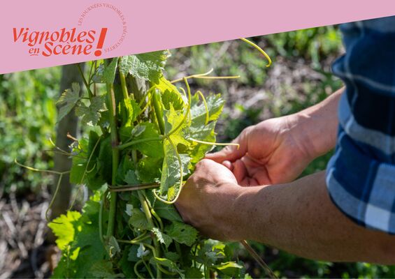 Visite et dégustation au Domaine Mouton