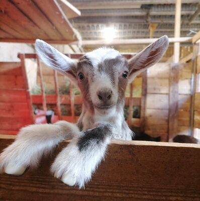 imgcarousel-name-mising