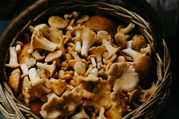 Champignons en fête_Saint-Romain-les-Atheux