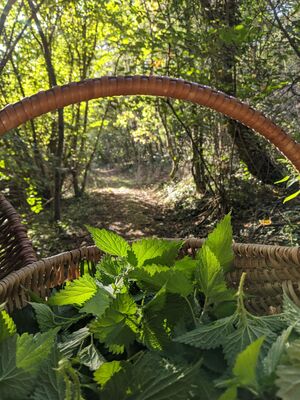 Balade découverte Plantes Sauvages_Malleval