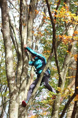 Accrobranche en terrain d'aventure