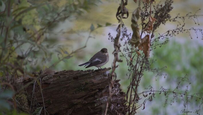 À l'écoute des chants d'oiseaux_Tupin-et-Semons