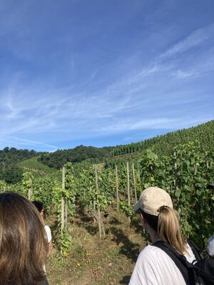 Vigne de Syrah