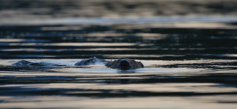 Soirée Castor_Tupin-et-Semons
