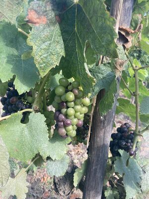 Véraison Syrah