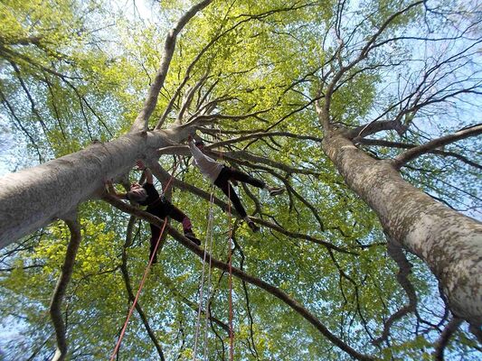 Accrobranche en terrain d'aventure