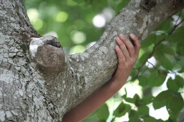 Accrobranche en terrain d'aventure