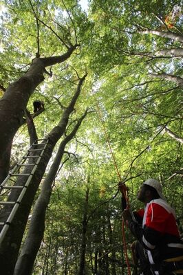 Accrobranche en terrain d'aventure