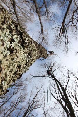 Accrobranche en terrain d'aventure
