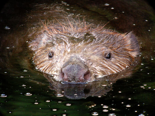 Soirée Castor_Tupin-et-Semons